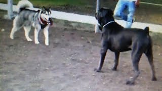 Cane Corso Enters Dog Park Ready To Fight [upl. by Leif]