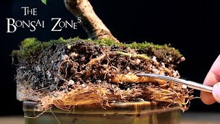 Bougainvillea Bonsai Part 1 The Bonsai Zone Jan 2018 [upl. by Otrebliw]