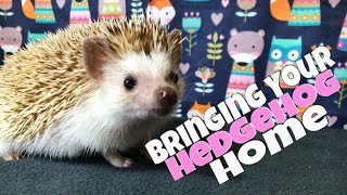 Hedgehog Care Bringing Your Hedgehog Home feat Draco [upl. by Mcnelly]