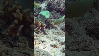 Harlequin Filefish [upl. by Goodman]