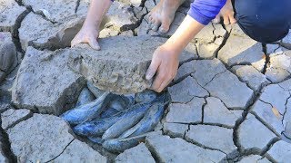 Unique Fishing  Catching Catfish In Dry Season Find Many Catfish in Secret Hole Dry [upl. by Elianore]