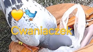 Gołąb Pocztowy SAM SIĘ POCZĘSTOWAŁ🥰👍💛🐦ewak7702 [upl. by Buke933]