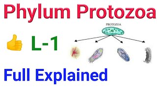 phylum protozoa General character and classification of phylum protozoa  Full explained  NEET [upl. by Hairaza]