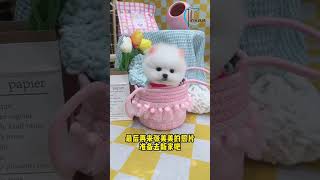 Cute mini dog [upl. by Ninos]