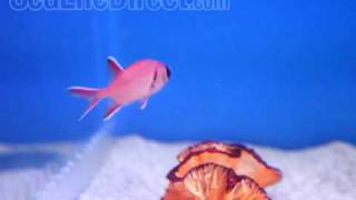 Big Eye Soldierfish Video [upl. by Corso]