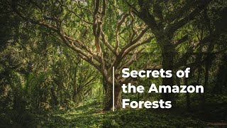 Unveiling the Astonishing Secrets of the Amazon Rainforest [upl. by Aseefan]