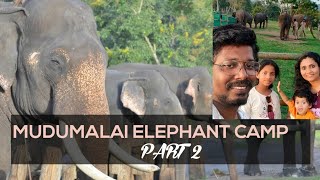 Masinagudi Vlog Part 2 Mudumalai Elephant CampTheppakadu Elephant Feeding Camp [upl. by Janicki]