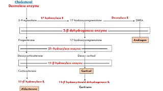 adrenogenital syndrome [upl. by Aisital837]