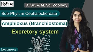 Amphioxus Branchiostoma  Excretory system  In Hindi  B Sc amp M Sc  Zoology [upl. by Lenuahs]