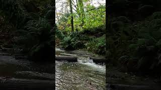 Salmon return  Carkeek Park nature hikingtrail naturetrailtrailrunning [upl. by Hakon964]