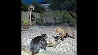 Fighting at the food dish cat v fox round 1 [upl. by Ecitnirp77]