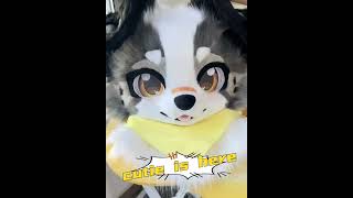 The adorable little dog is herefurry kigurumimask kigurumi fursuit handmade furries furr [upl. by Sneve592]