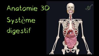 Description Anatomique 3D du système Digestif Naturosoutien [upl. by Eehsar]