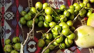 Harvesting Spanish LimeMamoncillo on the Streets of Miami [upl. by Merrill119]