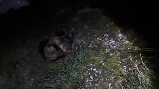 😻fauve de nuit 2🌉 🙏🐈‍⬛👑❤🍀🌱🌳🌿🌲 [upl. by Nivag]