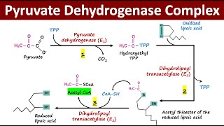 What is Pyruvate Dehydrogenase Complex PDH Complex  Oxidative Decarboxylation of Pyruvate [upl. by Obocaj299]