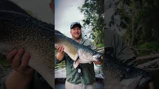 Murray cod fishing Macquarie river Murraycodfishing [upl. by Vasos750]