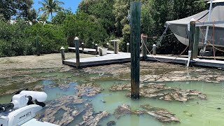 Stinky snot grass algae clogging water off Anna Maria Island [upl. by Niki]