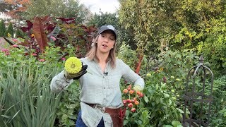 Reviving Wilted Dahlias Zinnia Meltdown Quick Dip vs Boiling Water for Cut Flowers Fusarium [upl. by Hewart]