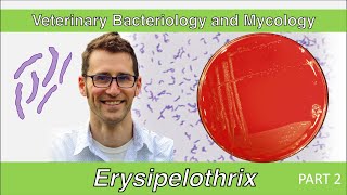 Erysipelothrix Part 2  Veterinary Bacteriology and Mycology [upl. by Odlavu]