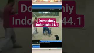 Domashniy Indonesia Ident 112024pre DomashniyTV [upl. by Eniawtna]