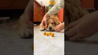 This Golden Retriever is trying to hide food in his mouth 😂🤫 shorts goldenretriever funnydogs [upl. by Trebleht92]