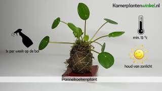 Hoe verzorg je een pannekoekenplant  wwwkamerplantenwinkelnl [upl. by Neiman]