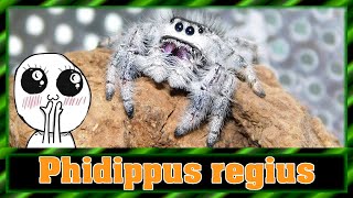 Phidippus regius quotWhite Bahamasquot  Terrarium einrichten  Springspinne [upl. by Puritan313]