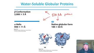 Chapter 4  pt7 Silk Fibroin amp Globular Protein Intro [upl. by Eednas175]