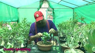 Reason of cutting Adenium Arabicum leafs  Adenium Arebicum Godji  Seeds from Thailand [upl. by Anicul280]