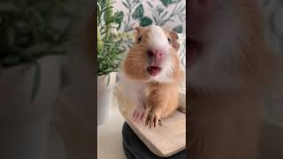 Guinea pig noise compilation real Thepiggypotatoes [upl. by Thecla]