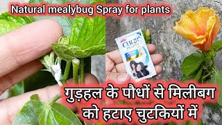 Mealybug Treatment at home  मिलीबग से छुटकारा पाने का घरेलू उपाय mealybugs plantsfragrance viral [upl. by Nnahs]