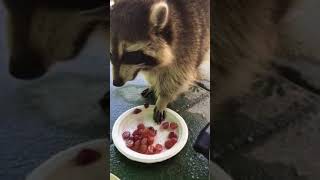 RACCOON EATING GRAPES AND SPITTING THE SKINS OUT [upl. by Polinski]