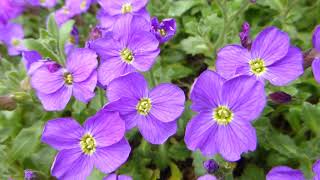 Aubrieta deltoidea Royal Blue  Sumarstjarna  Hraunbúi  Sumarblóm  Garðyrkja [upl. by Manuel]