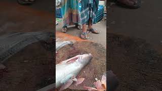 Amazing Big Pangasius Fish Cutting In Village Market shorts [upl. by Anafetse]