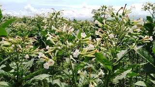 The beauty of tobacco flowers blooming in the fields [upl. by Dhu]