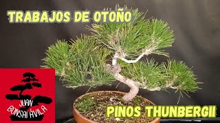 Trabajos de otoño en dos pre bonsai de pinos thunbergii pino negro japonés bonsai [upl. by Eimia]