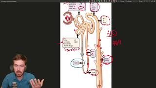 The Nephron Natures Filtration System [upl. by Kellda655]