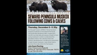 Seward Peninsula Muskox  Strait Science Dec 8 2022 [upl. by Fowler255]