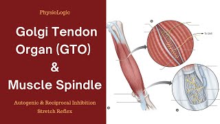 Golgi Tendon Organ GTO  Muscle Spindle  Autogenic and Reciprocal Inhibition  Stretch Reflex [upl. by Cai]