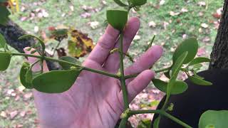 Phoradendron leucarpum oak mistletoe [upl. by Haidebej]