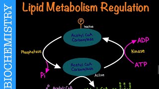 Lipid Metabolism Regulation via AcetylCoA Carboxylase  Biochemistry [upl. by Anawk779]