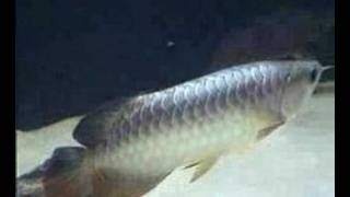 Pahang Gold XB Arowana [upl. by Dnomrej]