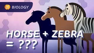 Speciation Where Do Species Come From Crash Course Biology 15 [upl. by Eeliab]