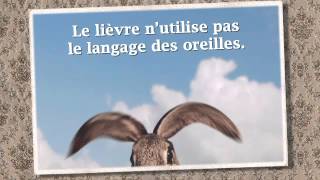 Le langage du lièvre [upl. by Norbel433]