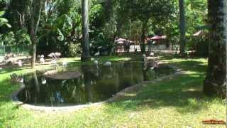 Brazil  Foz do IguacuParque das Aves Bird Park part 1  South America Part 19Travel Video HD [upl. by Siddra687]