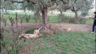 Mazara ecco dove e come sono stati uccisi i due cani di quartiere Achille e Blanco [upl. by Atikaj]