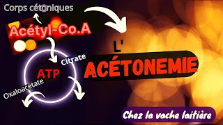 L Acétonémie ou Cétosechez la vache laitière  Formations de corps cétoniques cétogénese rap [upl. by Dyke]