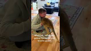 The man rescue a baby kangaroo kangaroo babykangaroo short [upl. by Elsy]