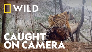 Amur Tiger Family Caught on Camera  Big Cat Week  National Geographic UK [upl. by Ayrad548]